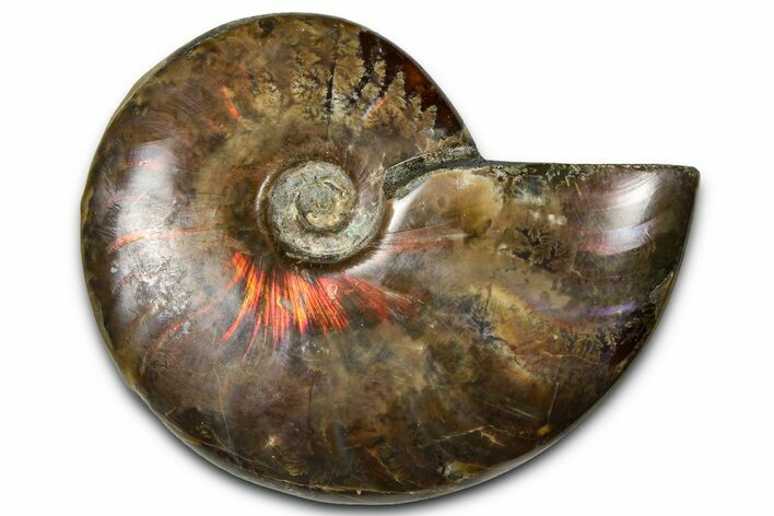Polished Red Flash Ammonite (Cleoniceras) Fossil - Madagascar #367725